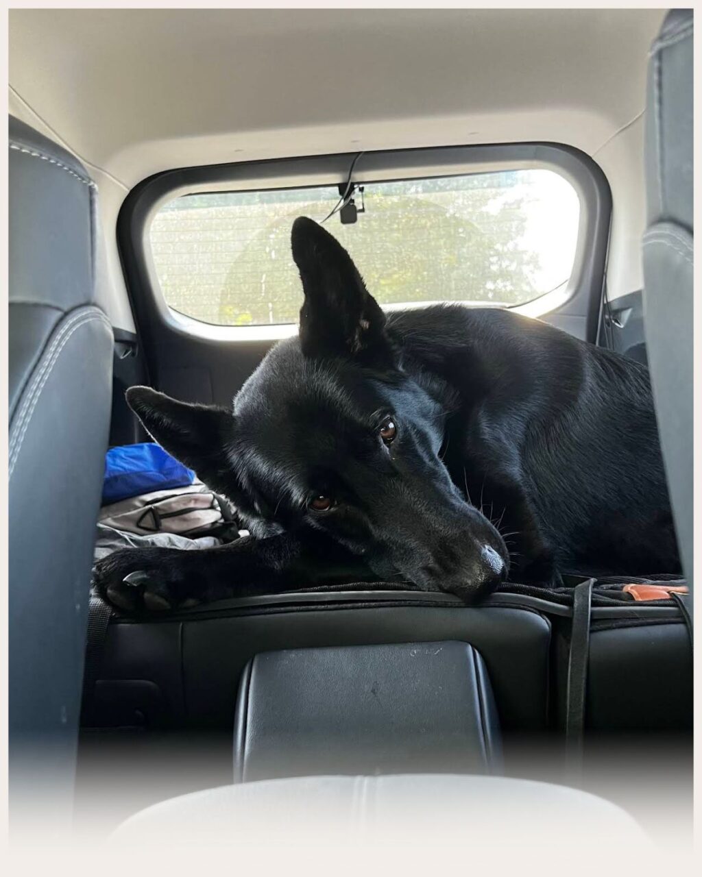 Image of dog in car